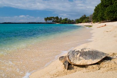 Turtle at Kekaha State Beach Park
