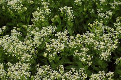 DSC_1259_rs.jpg