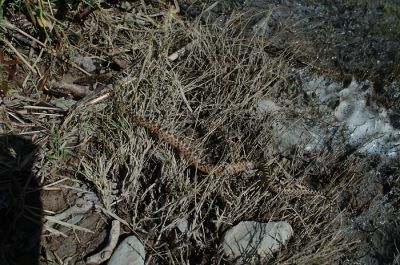 DSC_1318.jpg