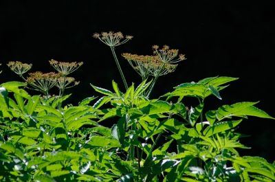 DSC_14212_rs.jpg