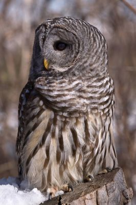 DSC_17682--84_rs.jpg