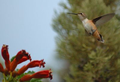 Humming bird
