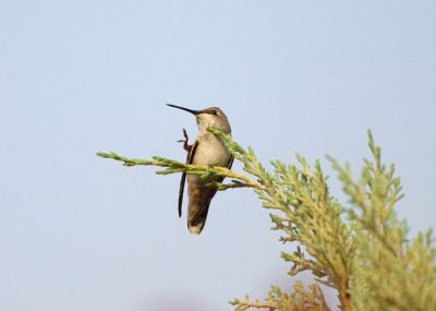Humming bird
