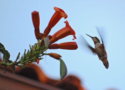 Humming bird
