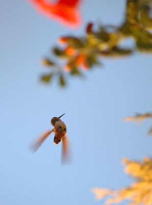 Humming bird
