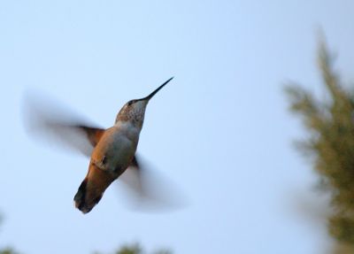 Humming bird
