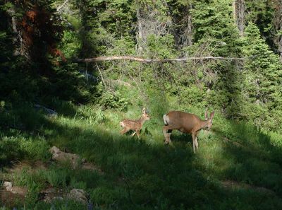 deers on the Surprise Lake trail
