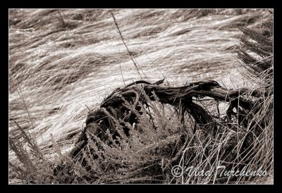 DSC_22746_tbw_ps.jpg