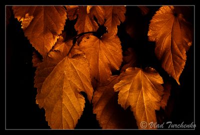 DSC_23734_trs.jpg