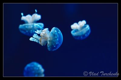 DSC_25867_tps.jpg