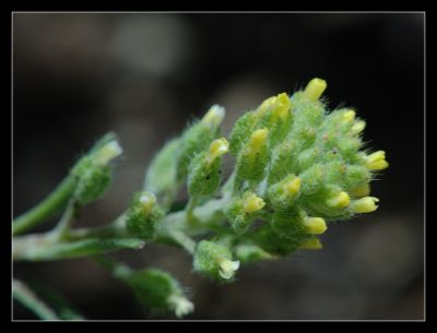 DSC_29514_rs.jpg