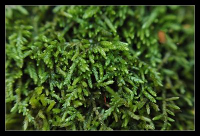 DSC_29540_rs.jpg