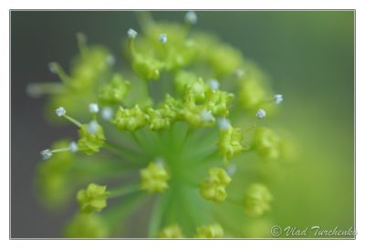 DSC_29563_rs.jpg