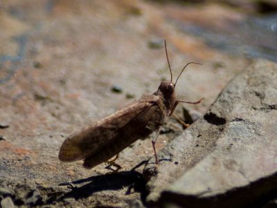 Cricket
