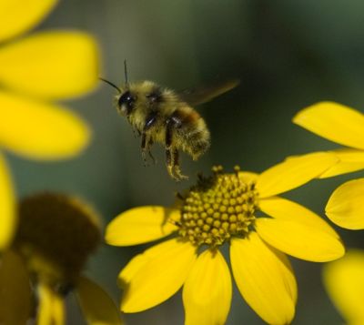 Bee. Taking off...
