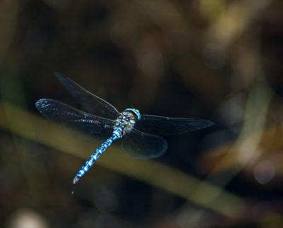Dragonfly in Utah mountains - 2

