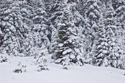 Spruces in snow
