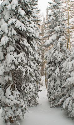 Spruces in snow

