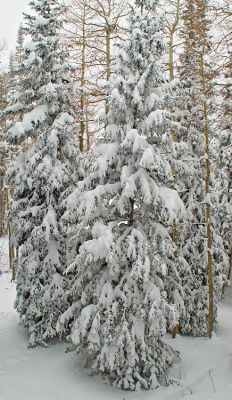 Spruces in snow

