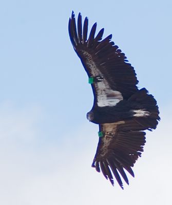 California Condor
