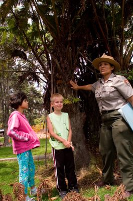 Volcano NP Visitor Center, one of the Hawaii only grown tree
