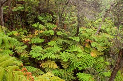 Rain forest in volcano area
