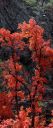 DSC_22538--42_rs.jpg