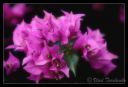 DSC_25729_tps.jpg