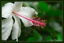DSC_26566_rs.jpg