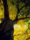 Tree2color_1_rs.jpg